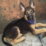 Pet Vet Clinic