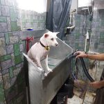 PET SPACE – ANIMAL HOSPITAL
