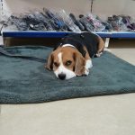 RS PET CLINIC