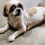Dr. Paws Jayanagar | Veterinary Clinic