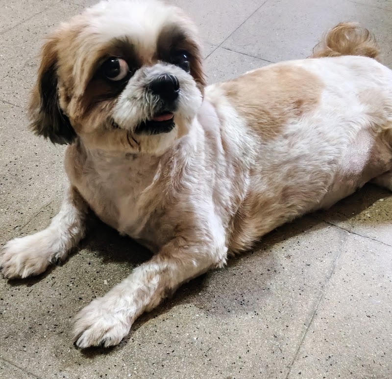 Dr. Paws Jayanagar | Veterinary Clinic