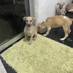 Animal kingdom Welfare Foundation