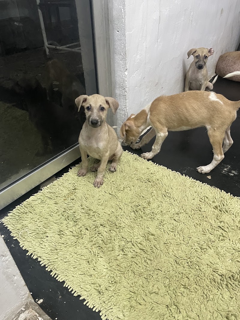Animal kingdom Welfare Foundation