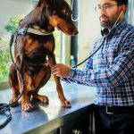 Torres Vet Clinic (Sai charitable polyclinic)