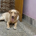 Happy Puppy Pet Clinic by Dr. Tarun Gangwar
