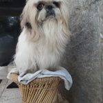 AASRA PET CLINIC