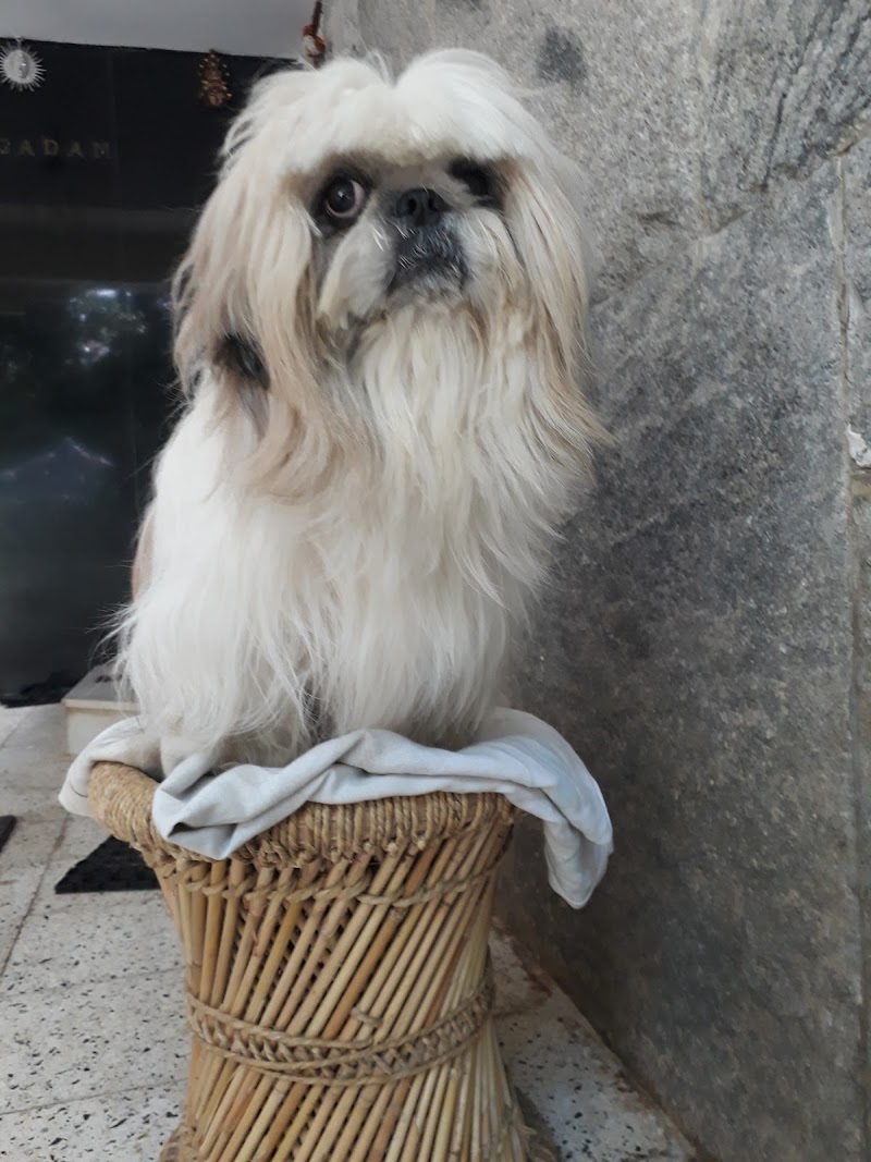 AASRA PET CLINIC