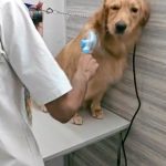 PetSphere (Pet Clinic, pet grooming & pet shop)
