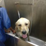 Scoopy Scrub & Pet Bytes