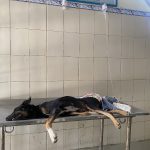 Government Veterinary hospital
