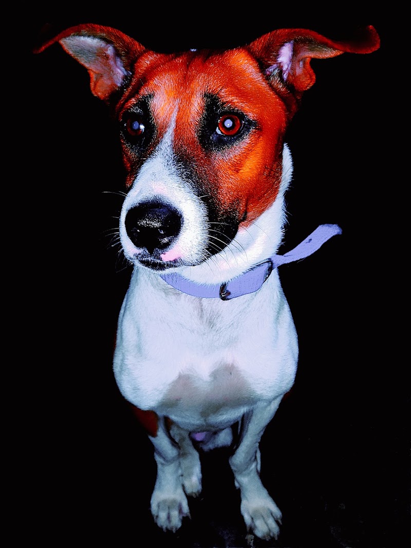 Dog Clinic