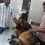 THE FAMILY PET CLINIC