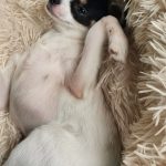 Vet For My Pet