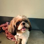 Wagging Tail Pet Clinic