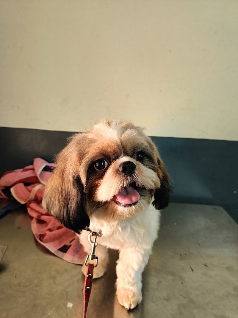 Wagging Tail Pet Clinic