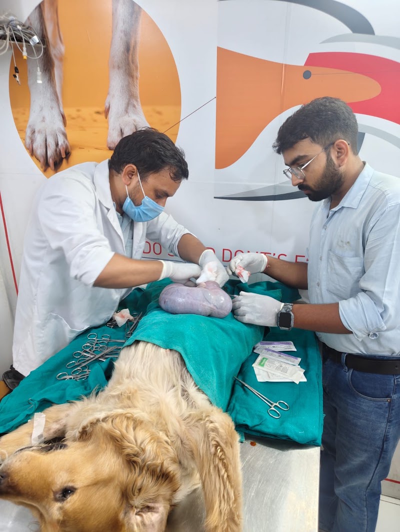 KIA VETERINARY CLINIC