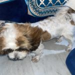 Pet’s Choice Pet Clinic