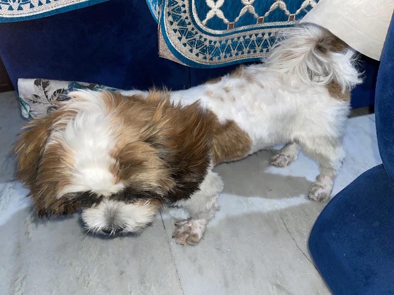 Pet’s Choice Pet Clinic
