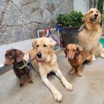 Dr Prasad’s Pet Clinic