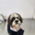 i-Vet Pet Clinic & Pet Store