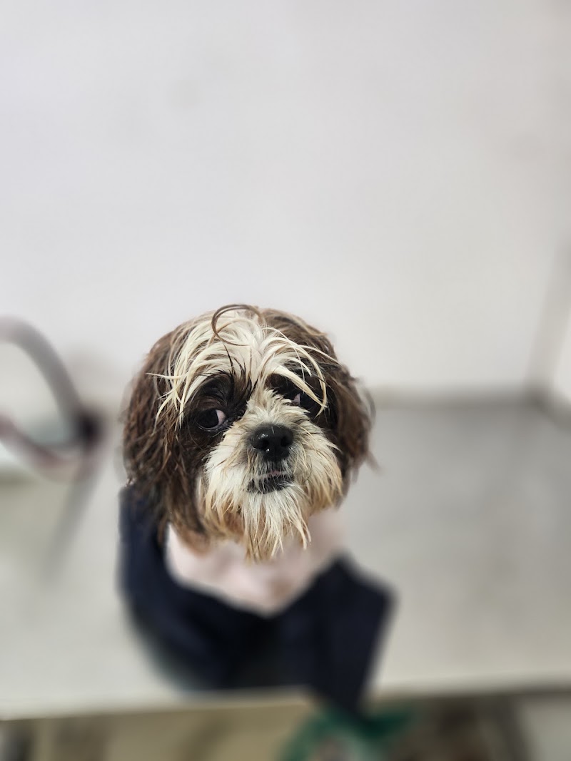 i-Vet Pet Clinic & Pet Store