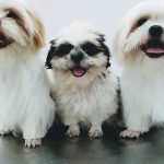 VITAL PET CLINIC