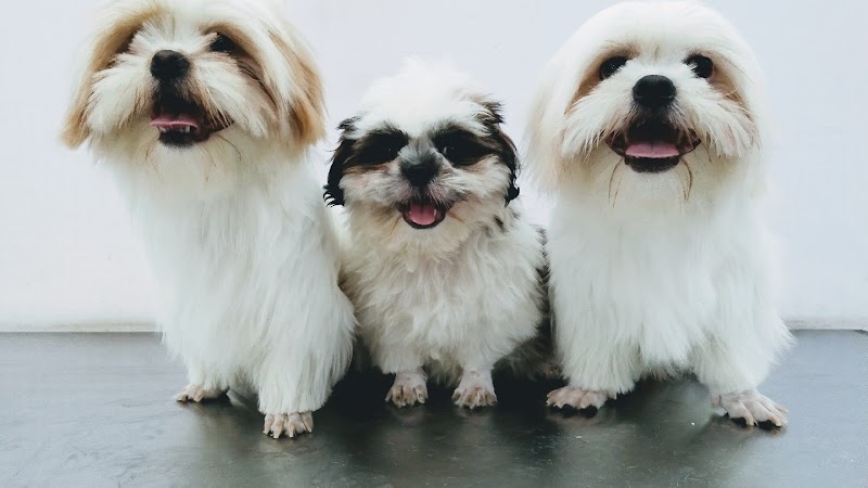 VITAL PET CLINIC