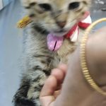 Paws Valley Pet hospital