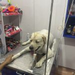 The City Vet Clinic