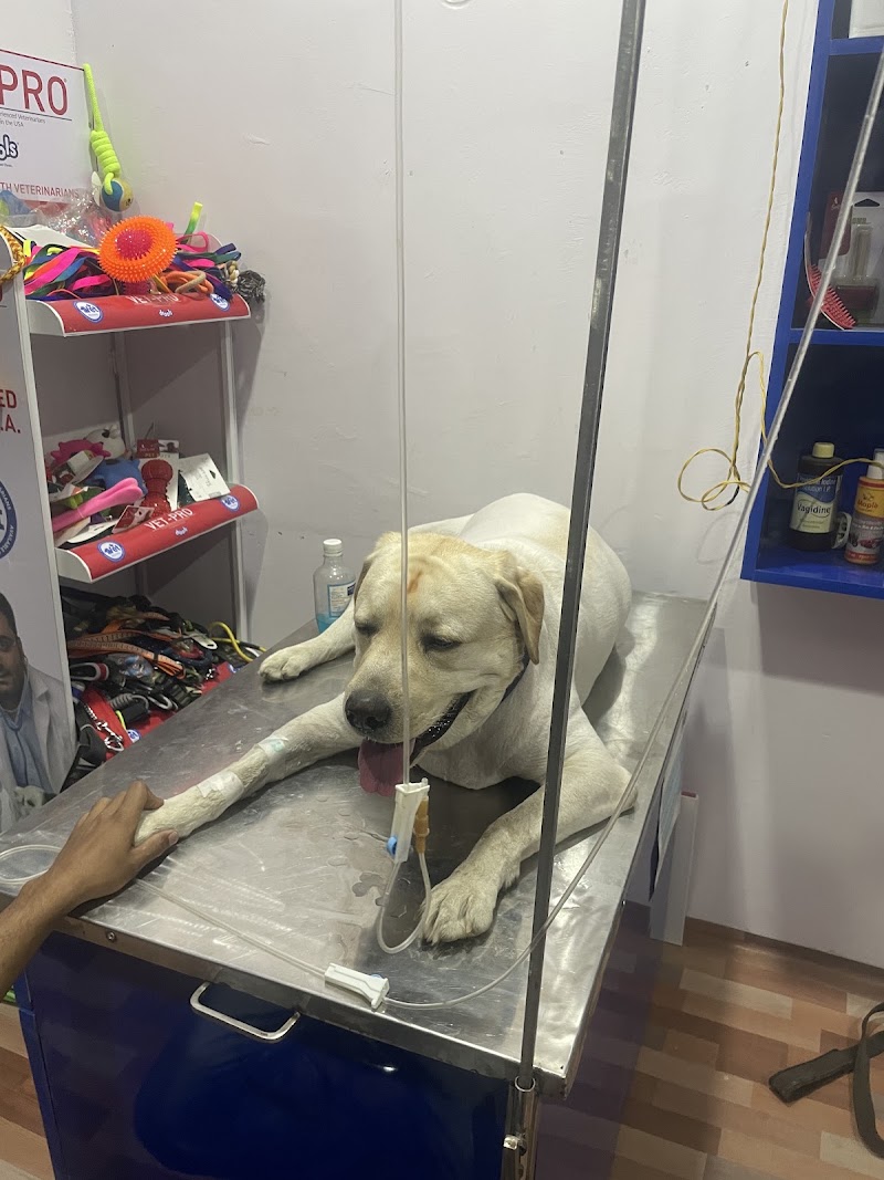 The City Vet Clinic