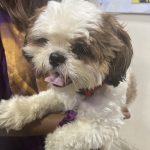Cessna Lifeline Veterinary Hospital – Domlur