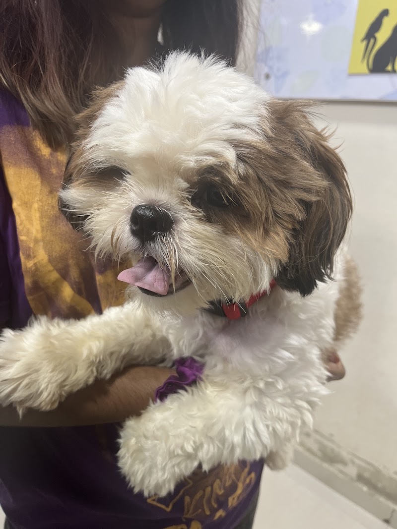 Cessna Lifeline Veterinary Hospital – Domlur