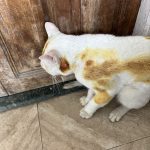 Government Veterinary Clinic