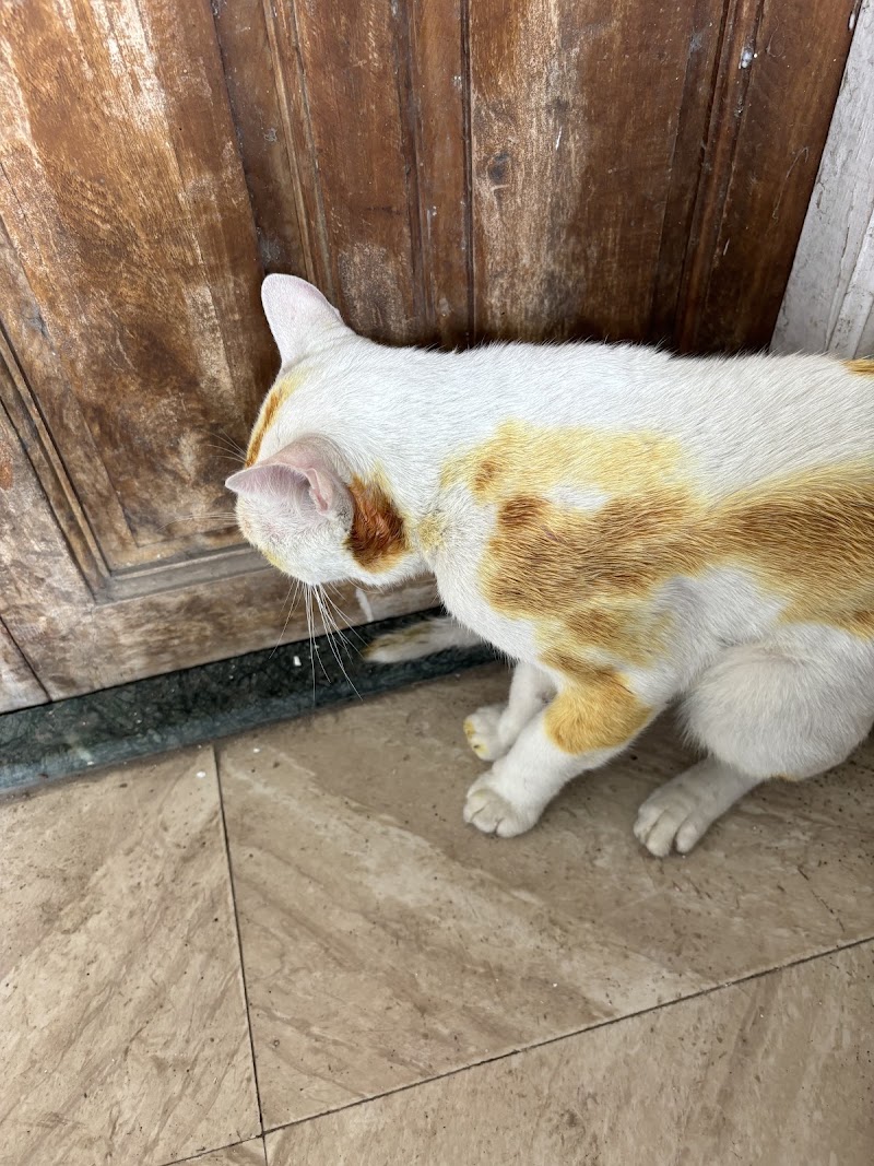 Government Veterinary Clinic