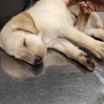 Dr. Vivek’s Pets Clinic