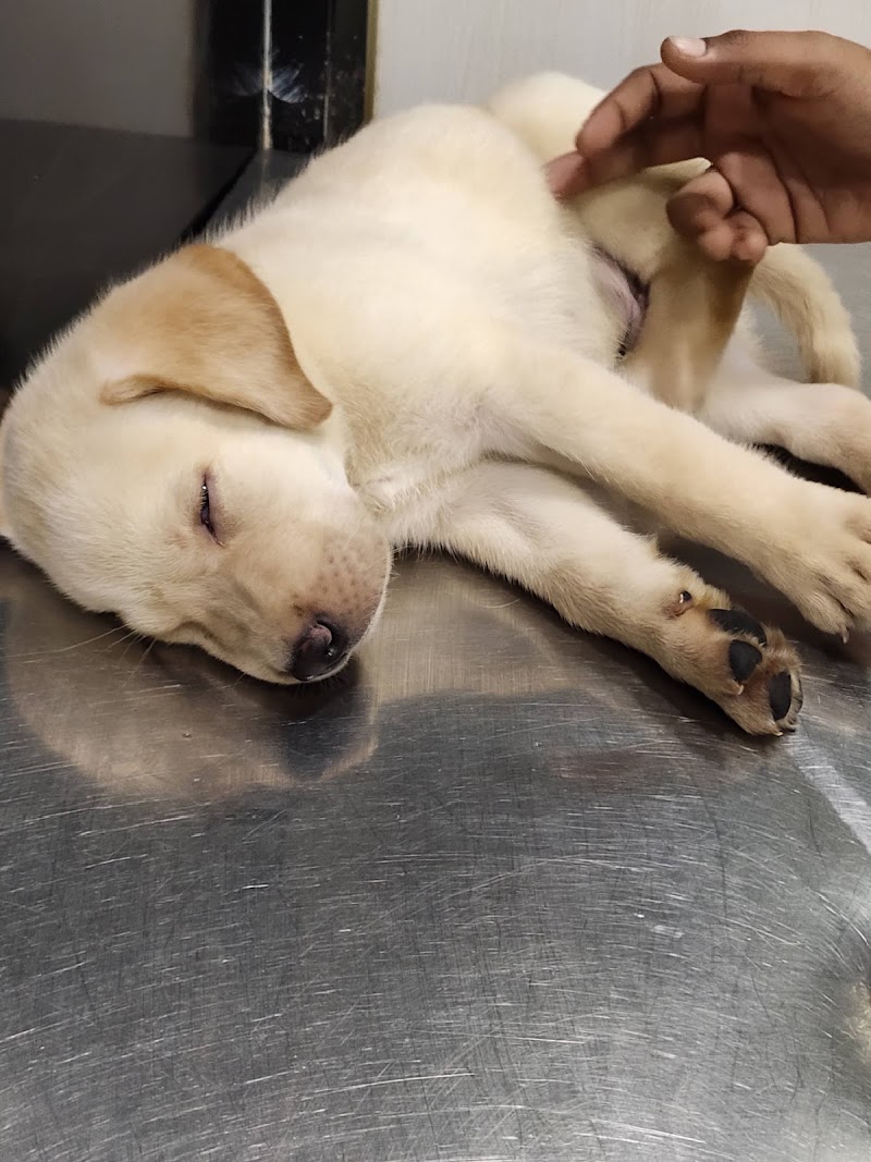 Dr. Vivek’s Pets Clinic