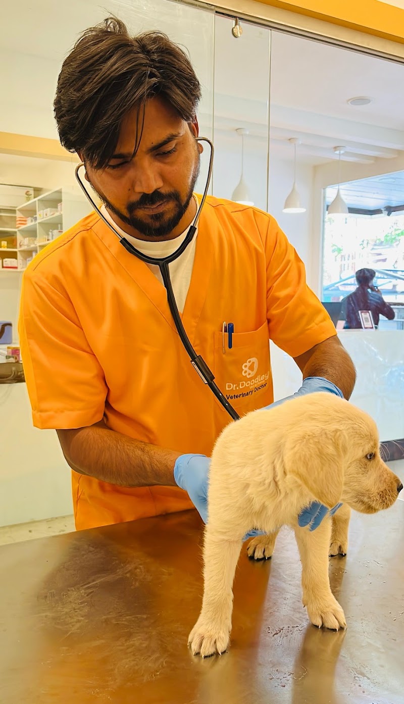 Dr. Doodley Pet Hospital Jayanagar – 24×7