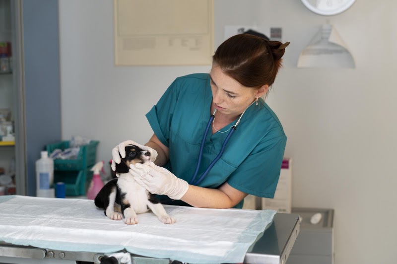 Cadovet Pet Clinic