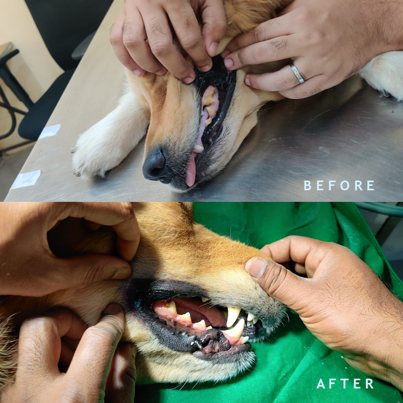 PfA Pet Care & Clinic