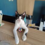 Critter Care Veterinary Clinic