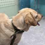 Dr Varsha’s Pet’s Healthcare & Nutrition