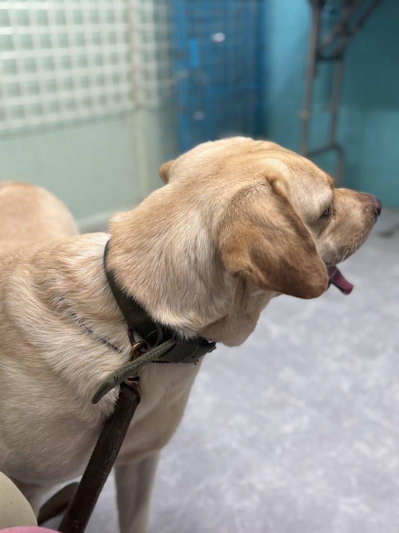 Dr Varsha’s Pet’s Healthcare & Nutrition