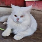 Shriyash Pet Care Centre