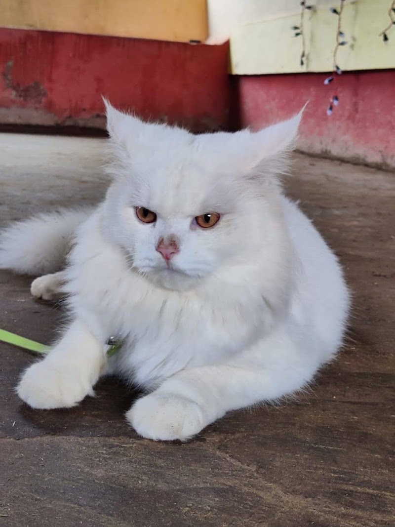 Shriyash Pet Care Centre