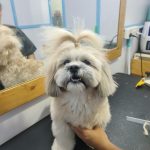 The Blue Ridge Pet Speciality Healthcare and Research Centre