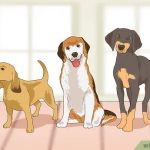 A TO z pet clinic