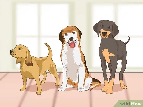 A TO z pet clinic