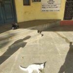 Veterinary Dispensary, Bannerughatta