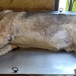 Government Veterinary Clinic, K.R. Pura