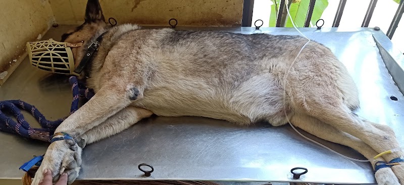 Government Veterinary Clinic, K.R. Pura
